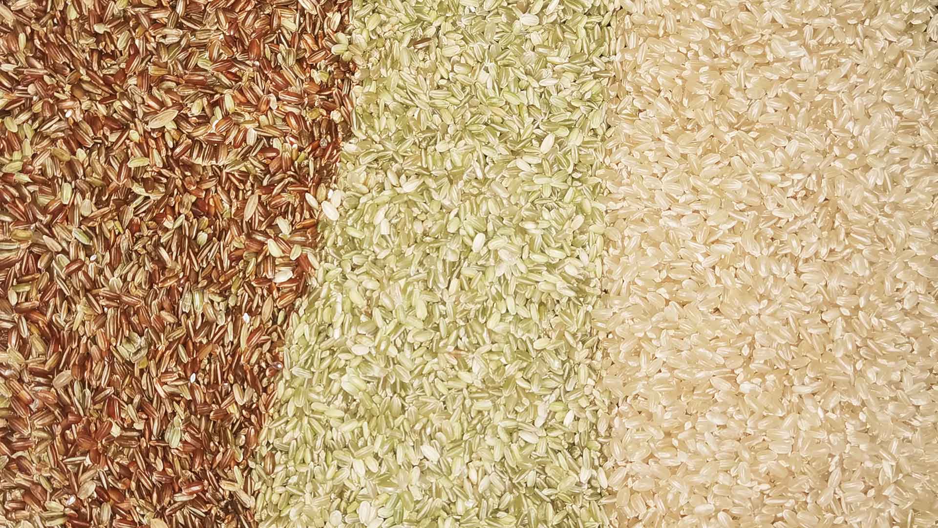 classificação de arroz